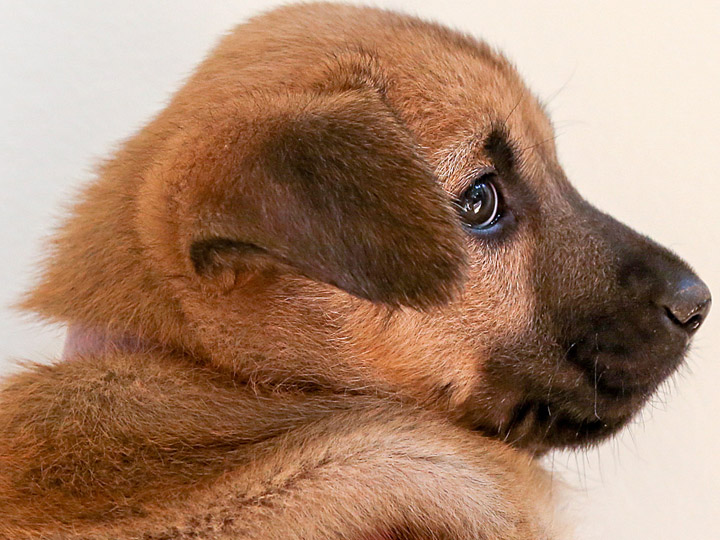 chinook puppy
